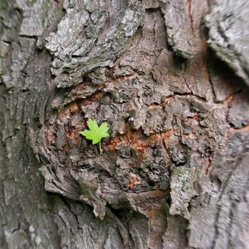 Photographie intitulée "Canadian Spring" par Umberto Pato, Œuvre d'art originale