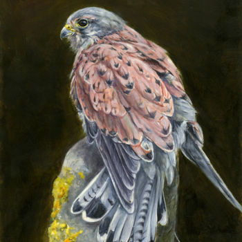 Painting titled "Male Eurpean kestrel" by Una Hurst, Original Artwork, Oil