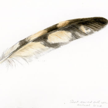 Painting titled "Short-eared owl pri…" by Una Hurst, Original Artwork, Watercolor