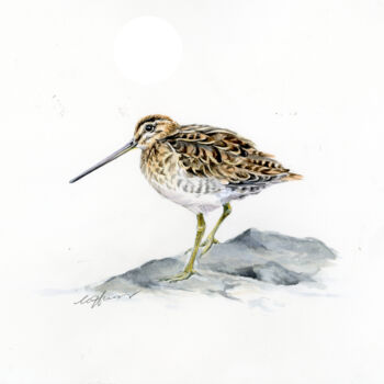 Painting titled "Snipe bird" by Una Hurst, Original Artwork, Watercolor