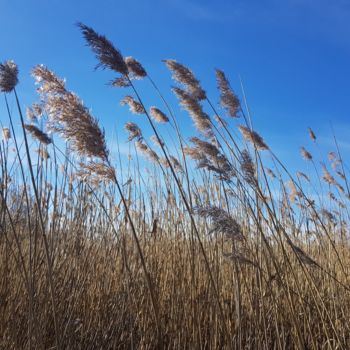 Photography titled "Golden grass and bl…" by Unni Delgado, Original Artwork, Non Manipulated Photography