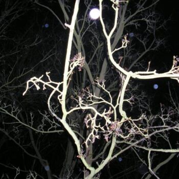 Фотография под названием "arbre" - Uriel Vallois, Подлинное произведение искусства