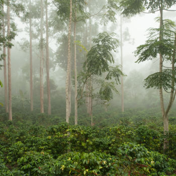 Photography titled "coffee-garden.jpg" by Federico Tovoli, Original Artwork