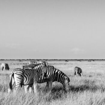 Fotografie getiteld "Zebras-1787-SW" door Uwe Bauch, Origineel Kunstwerk, Digitale fotografie