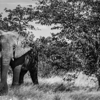 Photographie intitulée "Elefant-2053-SW" par Uwe Bauch, Œuvre d'art originale, Photographie numérique