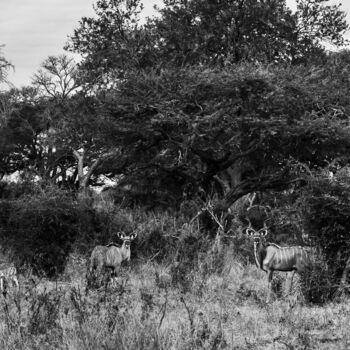 Photographie intitulée "Wildlife-3360-SW" par Uwe Bauch, Œuvre d'art originale, Photographie numérique