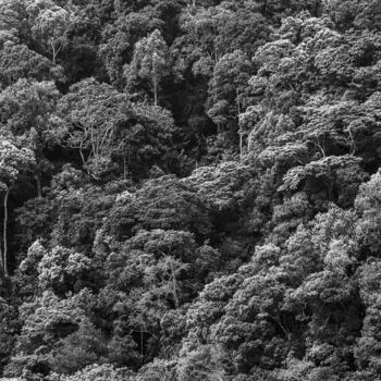 Photographie intitulée "Tropical Rainforest…" par Uwe Bauch, Œuvre d'art originale, Photographie numérique