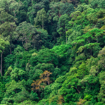 Photographie intitulée "Tropical Rainforest…" par Uwe Bauch, Œuvre d'art originale, Photographie numérique