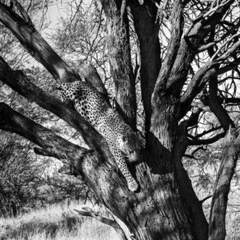 Photography titled "Leopard-4186-SW" by Uwe Bauch, Original Artwork, Digital Photography