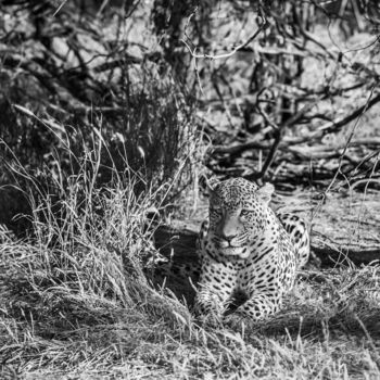 "Leopard-4309-SW" başlıklı Fotoğraf Uwe Bauch tarafından, Orijinal sanat, Dijital Fotoğrafçılık