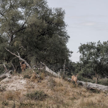 Photographie intitulée "Wildlife-3372-2" par Uwe Bauch, Œuvre d'art originale, Photographie numérique