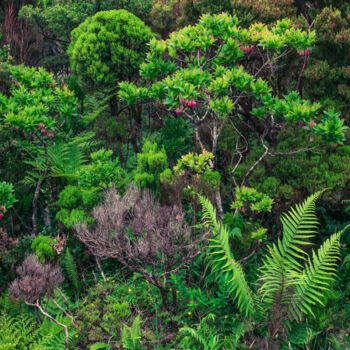 Photographie intitulée "Natur-0310" par Uwe Bauch, Œuvre d'art originale, Photographie numérique