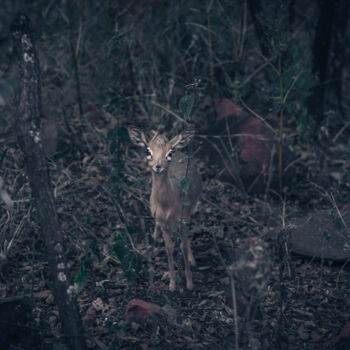 Fotografie getiteld "Dik Dik # 1" door Uwe Bauch, Origineel Kunstwerk, Digitale fotografie