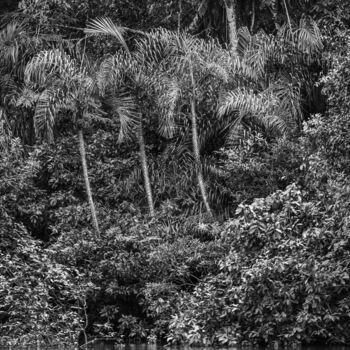Fotografia intitolato "Amazonia-8210-SW" da Uwe Bauch, Opera d'arte originale, Fotografia digitale
