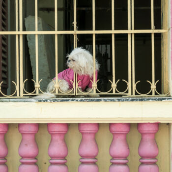 Фотография под названием "Pink Dog" - Uwe Bauch, Подлинное произведение искусства, Цифровая фотография