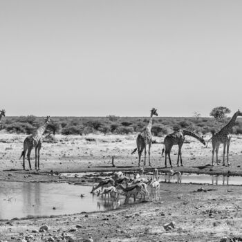 Photography titled "Waterhole 2651-Pano…" by Uwe Bauch, Original Artwork, Digital Photography