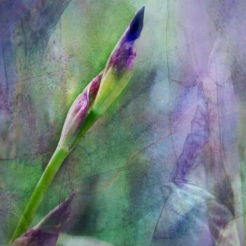 Fotografie mit dem Titel "Iris" von Uwe Kobold, Original-Kunstwerk, Manipulierte Fotografie