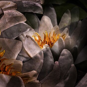 Photographie intitulée "inside water lily" par Uwe Kobold, Œuvre d'art originale, Photographie numérique