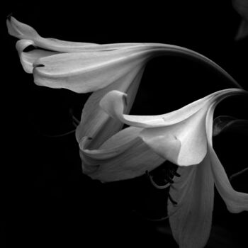 Photographie intitulée "lilies" par Vadim Bogdanov, Œuvre d'art originale, Photographie numérique