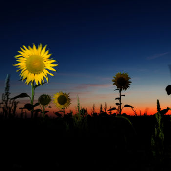 Fotografia zatytułowany „Sunflowers” autorstwa Vadim Fedotov, Oryginalna praca, Fotografia cyfrowa