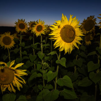 Фотография под названием "Sunflowers 2" - Vadim Fedotov, Подлинное произведение искусства, Цифровая фотография