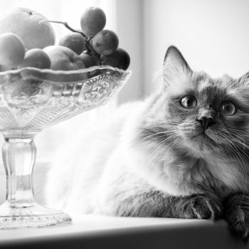 Photography titled "Still life with cat" by Vadim Fedotov, Original Artwork, Digital Photography