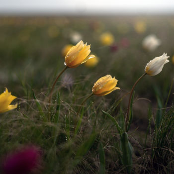 Fotografía titulada "Spring in the steppe" por Vadim Fedotov, Obra de arte original, Fotografía digital