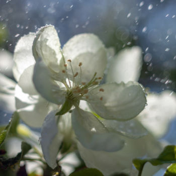 Photographie intitulée "Apple blossom" par Vadim Fedotov, Œuvre d'art originale, Photographie numérique