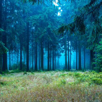 Фотография под названием "evergreen forest" - Val Thoermer, Подлинное произведение искусства, Цифровая фотография