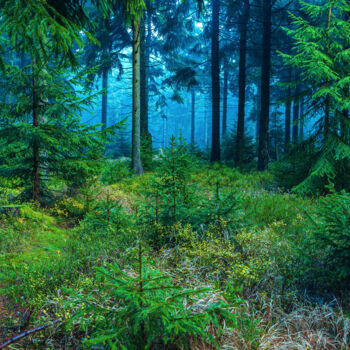 Photographie intitulée "evergreen forest II" par Val Thoermer, Œuvre d'art originale, Photographie numérique