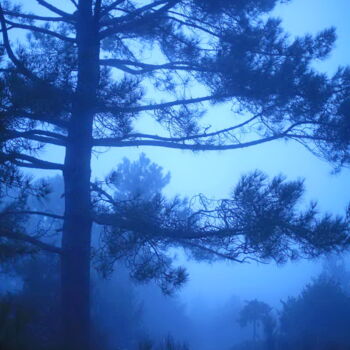 Photographie intitulée "La forêt bleue" par Valery Trillaud, Œuvre d'art originale, Photographie numérique