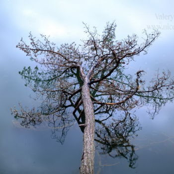 Photography titled "Arbre à l"eau" by Valery Trillaud, Original Artwork, Non Manipulated Photography