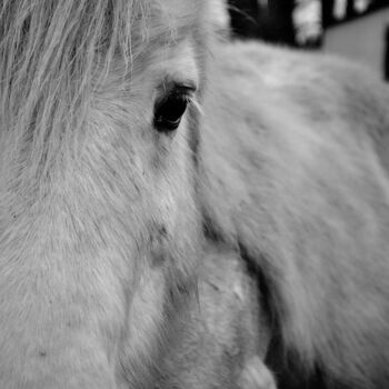 Fotografia intitolato "Shetlander pony por…" da Vanja Rosenthal, Opera d'arte originale, Fotografia digitale