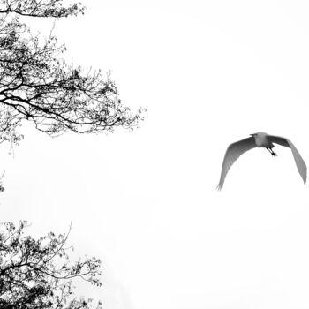 Photographie intitulée "Flying Heron" par Vanja Rosenthal, Œuvre d'art originale, Photographie numérique