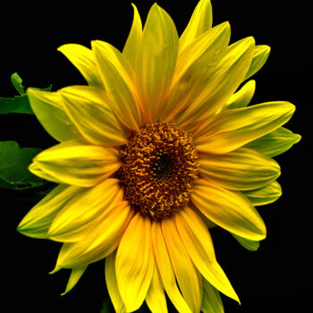 Photography titled "Sunflower" by Vanja Rosenthal, Original Artwork, Digital Photography