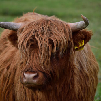 Photographie intitulée "Highlander cow" par Vanja Rosenthal, Œuvre d'art originale, Photographie numérique