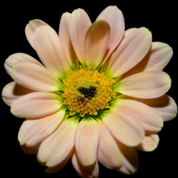 Photography titled "Flowerlove" by Vanja Rosenthal, Original Artwork, Digital Photography