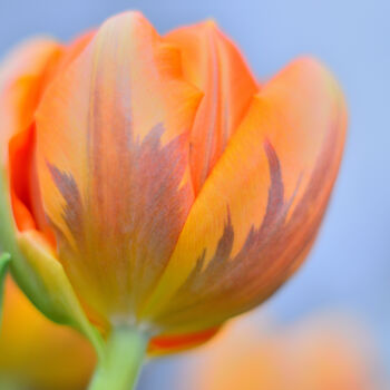 Photographie intitulée "Tulip" par Vanja Rosenthal, Œuvre d'art originale, Photographie numérique