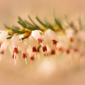 "White flowers" başlıklı Fotoğraf Vanja Rosenthal tarafından, Orijinal sanat, Dijital Fotoğrafçılık