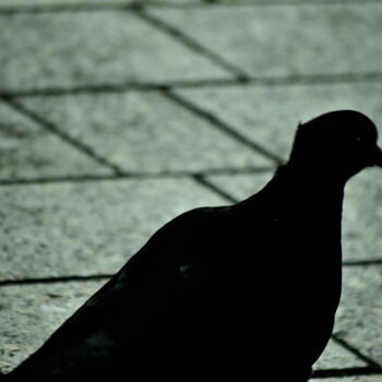 Photographie intitulée "Pigeon" par Vanja Rosenthal, Œuvre d'art originale, Photographie numérique