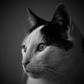 Photography titled "Portrait of a cat" by Vanja Rosenthal, Original Artwork, Digital Photography