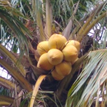 Photographie intitulée "Coconut Palm Tree" par Vassil Pavlov, Œuvre d'art originale, Photographie numérique
