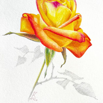 Pintura titulada "Orange rose" por Vasilisa, Obra de arte original, Lápiz