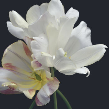 Photographie intitulée "Flower_19472" par Michael Vdovin, Œuvre d'art originale, Photographie numérique