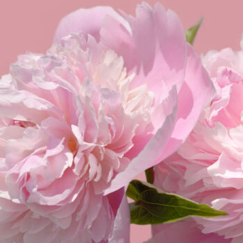 Photography titled "Flower_18889" by Michael Vdovin, Original Artwork, Digital Photography