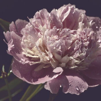 Fotografia intitolato "Flower_18405" da Michael Vdovin, Opera d'arte originale, Fotografia digitale