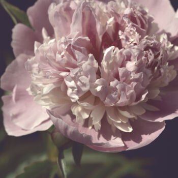 Fotografia intitulada "Flower_18537" por Michael Vdovin, Obras de arte originais, Fotografia digital