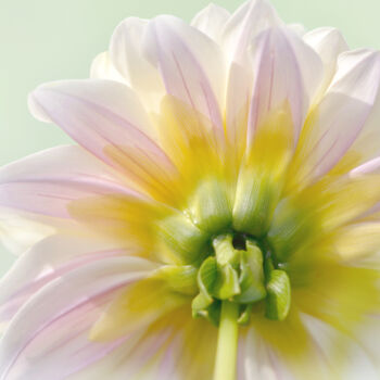 "Flower_14954" başlıklı Fotoğraf Michael Vdovin tarafından, Orijinal sanat, Dijital Fotoğrafçılık