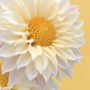 Photographie intitulée "Flower_14078" par Michael Vdovin, Œuvre d'art originale, Photographie numérique