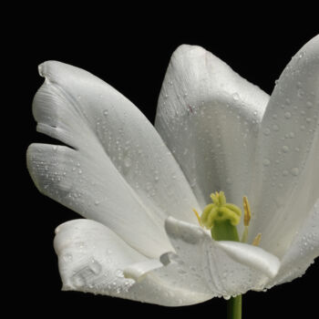 Photographie intitulée "Flower_19708" par Michael Vdovin, Œuvre d'art originale, Photographie numérique